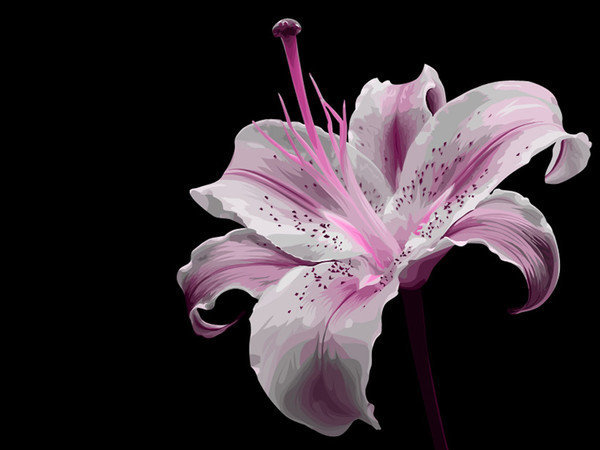 Лилия - цветок, лилия - оригинал
