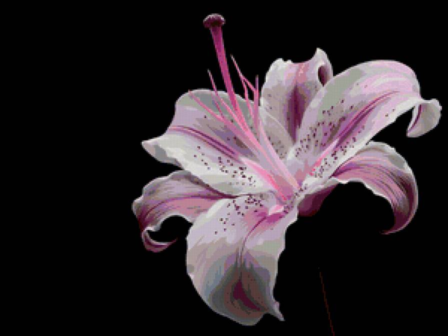 Лилия - цветок, лилия - предпросмотр