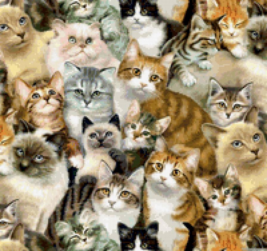 Кошки - котята, кошки, животные - предпросмотр