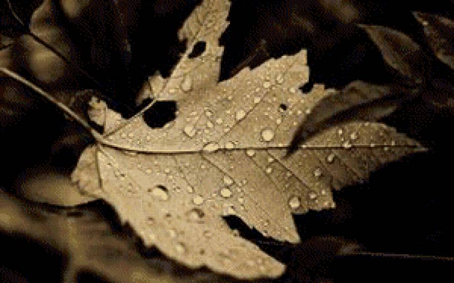 Осень - кленовый лист, капли дождя - предпросмотр
