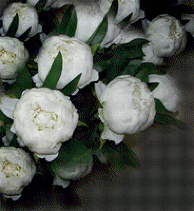 белые пионы - цветы, букет, белые пионы - предпросмотр