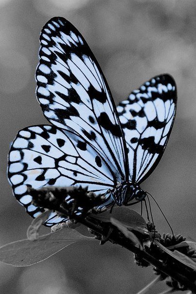Бабочка - насекомые, бабочка - оригинал