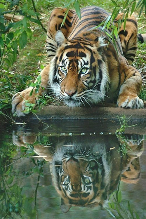 тигр у воды - оригинал