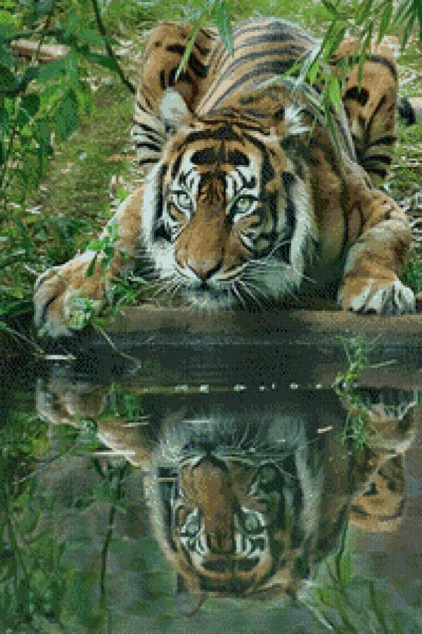 тигр у воды - предпросмотр