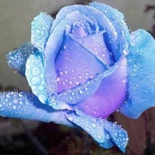 Оригинал схемы вышивки «роза голубая» (№723524)