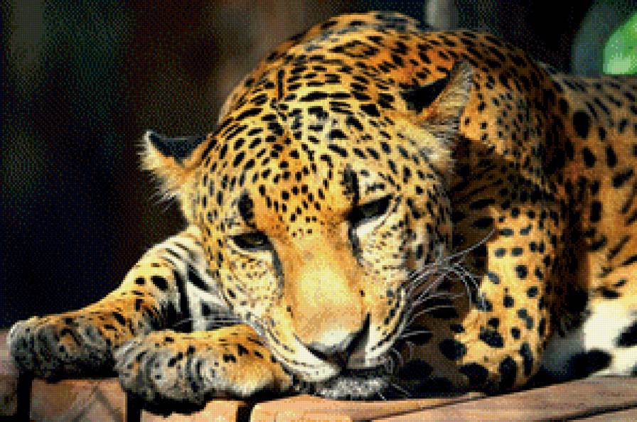 леопард - животные, леопард - предпросмотр