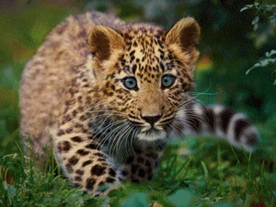 леопард - леопард, животные - предпросмотр