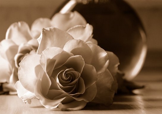 роза - сепия, цветы - оригинал