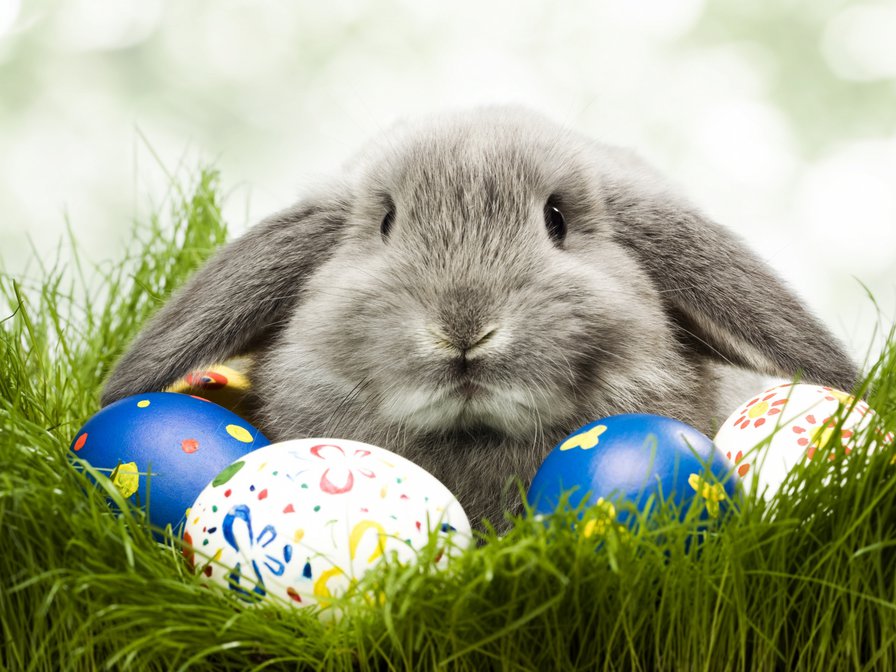 пасхальный кролик - кролик, пасха, праздник, животные - оригинал