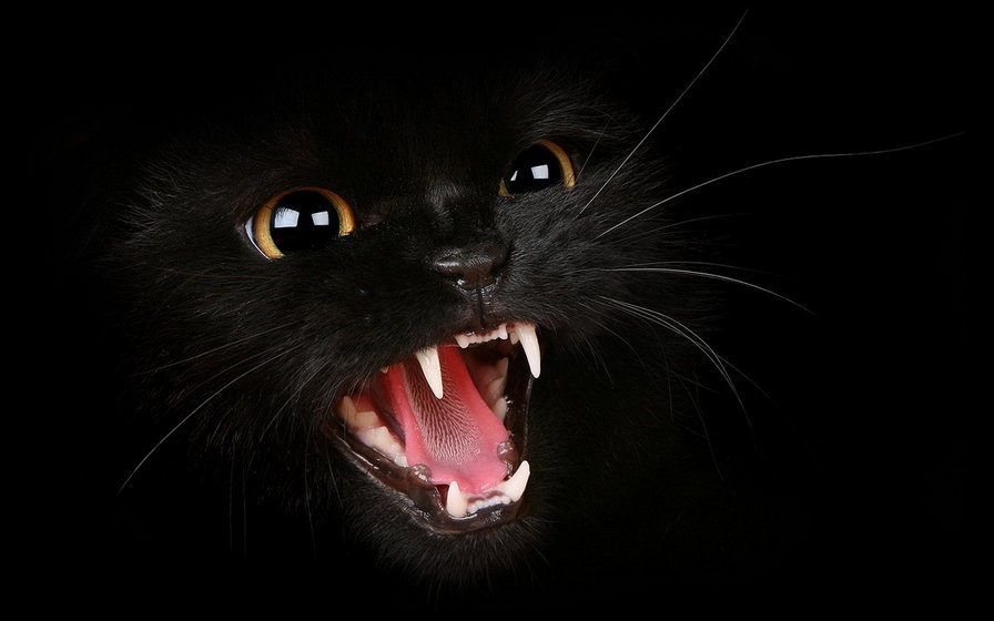 кот - котенок, черный, кот - оригинал