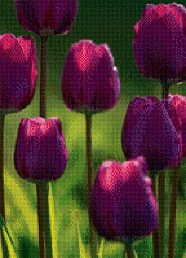 тюльпаны - тюльпан, цветы, цветок, букет - предпросмотр