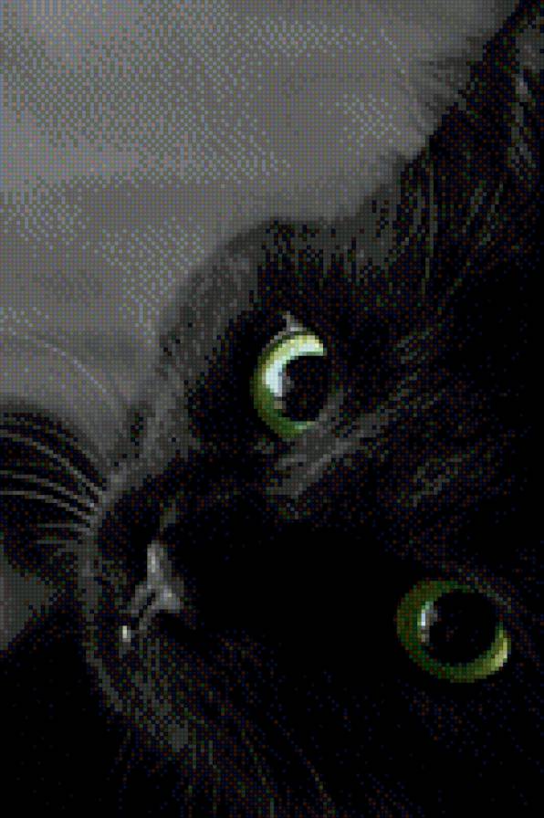 кошка - кот, черный, кошка, котенок - предпросмотр