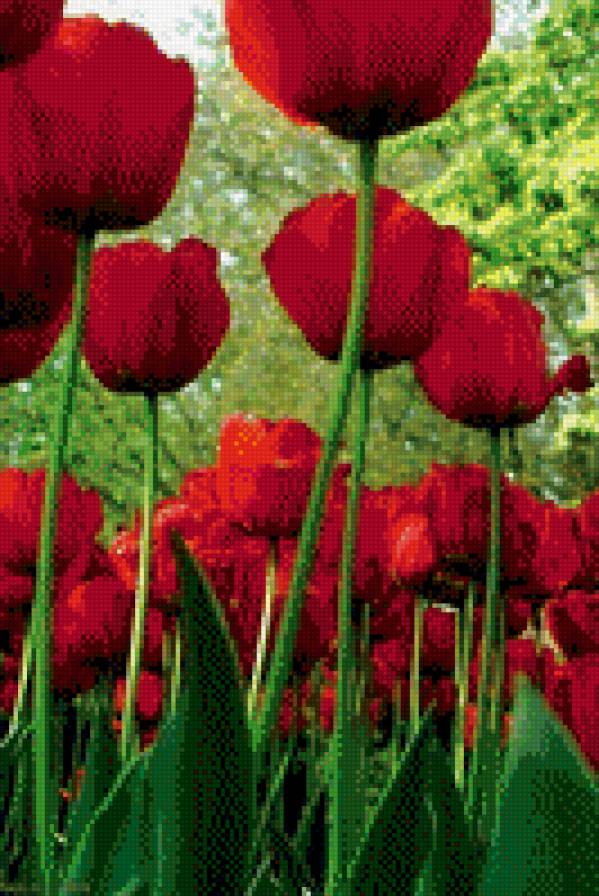 Красные тюльпаны - тюльпаны, красный, цветок - предпросмотр