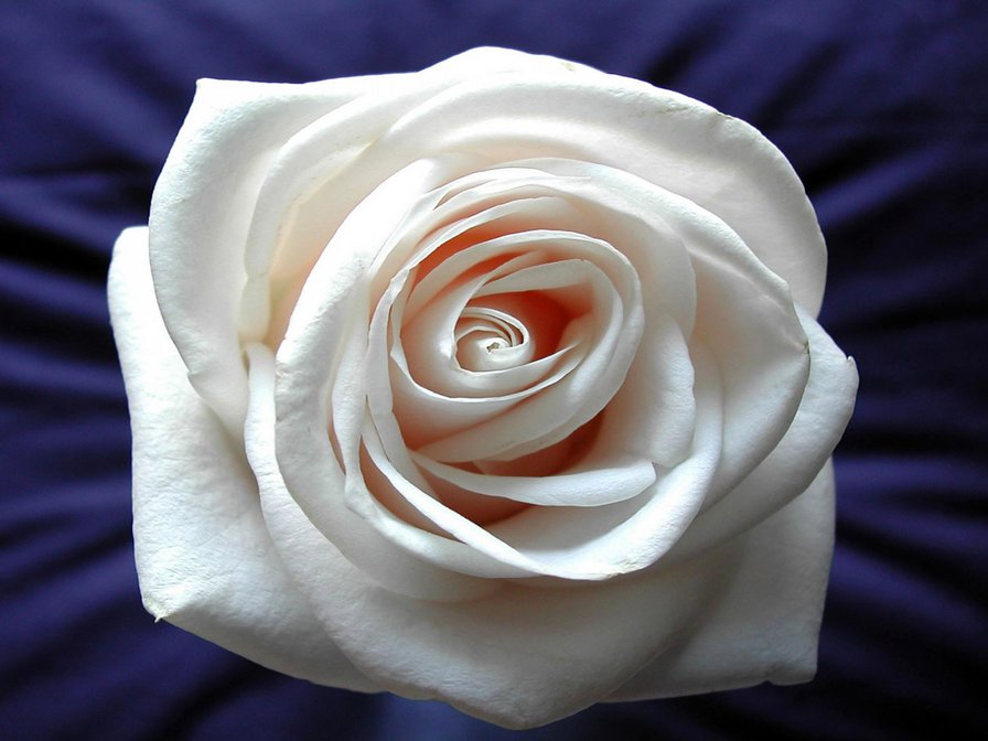 белая роза - белый, розы, цветок - оригинал