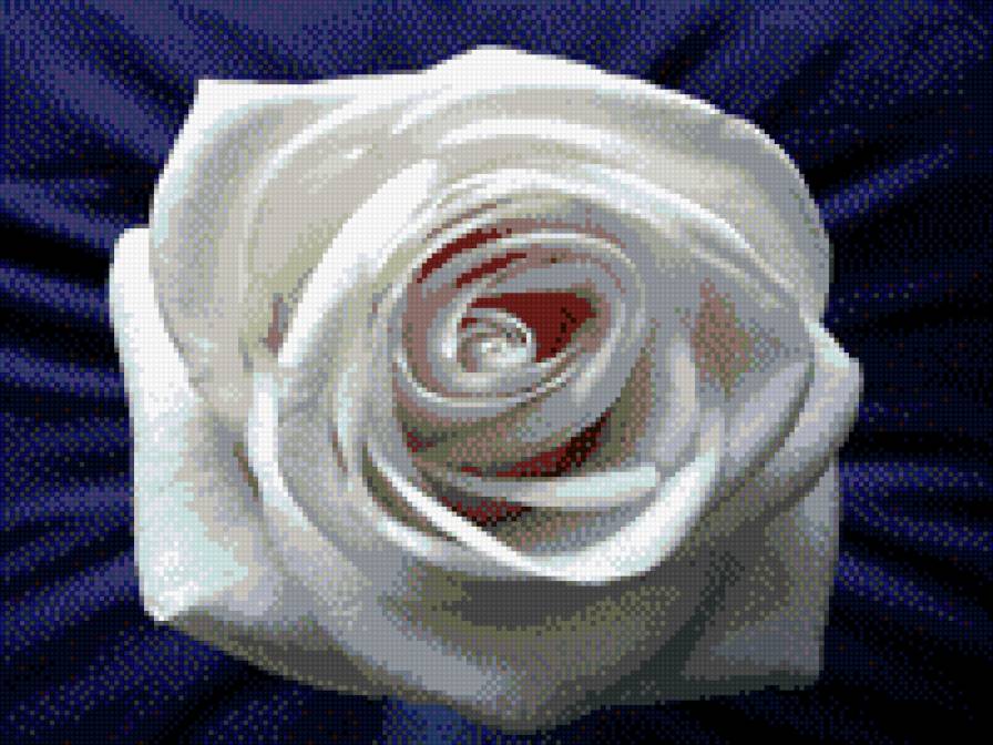 белая роза - белый, цветок, розы - предпросмотр