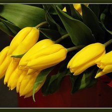 Оригинал схемы вышивки «Желтые тюльпаны» (№725376)
