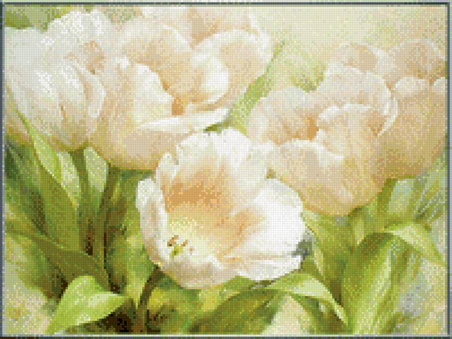 Белые тюльпаны - предпросмотр