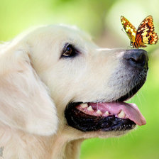 Схема вышивки «пес и бабочка»