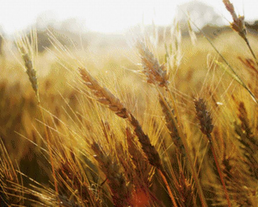 Пшеничное поле - колосья, пшеница, поле - предпросмотр