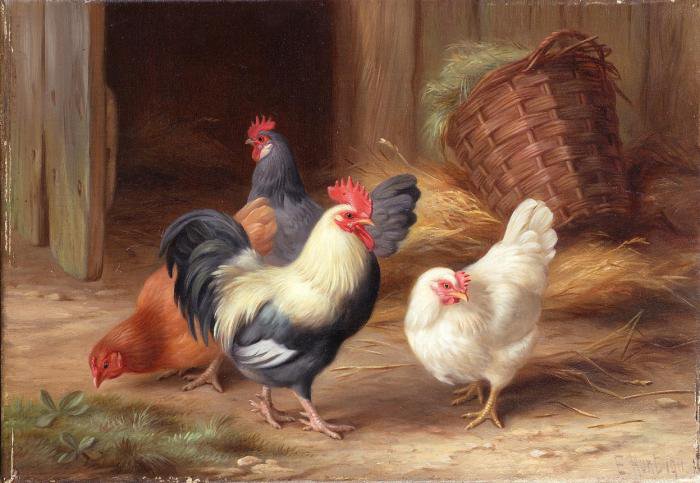 Курятник - курица, картины, петух, птицы - оригинал