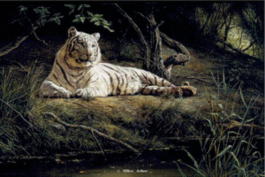 белый тигр - тигр, картины, животные - предпросмотр