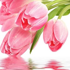 Оригинал схемы вышивки «Розовые тюльпаны» (№725865)