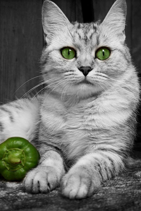 зеленоглазый красавец - коты, кот, котики - оригинал