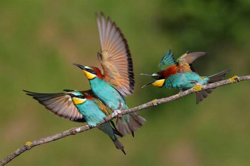 райские птички - синяя птица, птицы. колибри - оригинал