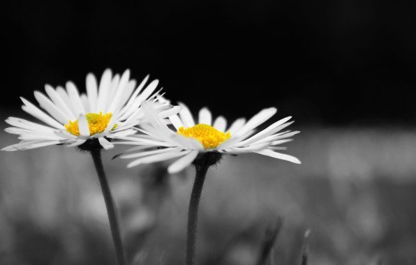 белое-черное - цветы, монохром, ромашки - оригинал