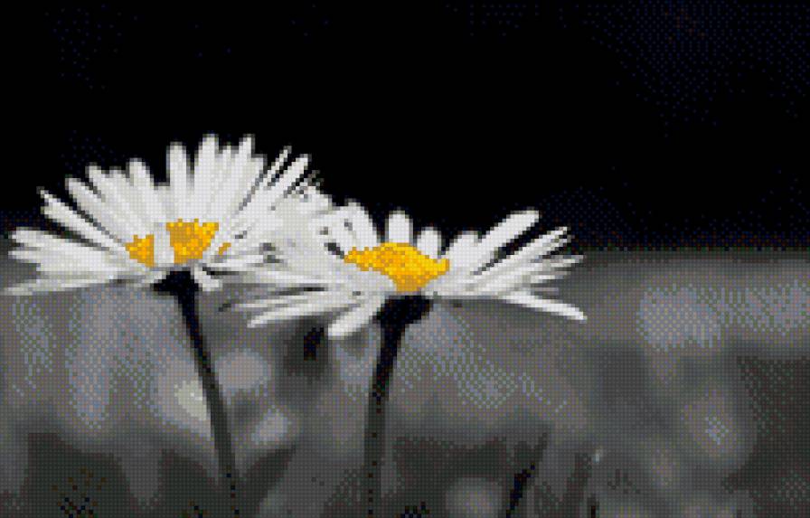 белое-черное - цветы, монохром, ромашки - предпросмотр