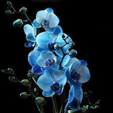 Оригинал схемы вышивки «Голубая орхидея» (№727154)