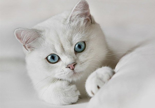 белая киса - белая кошка - оригинал