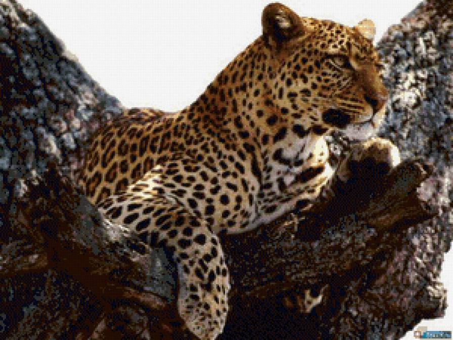 леопард - дикие животные - предпросмотр