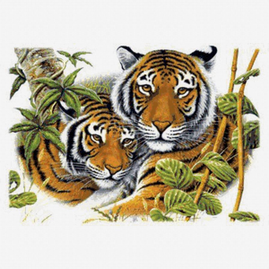 тигры - дикие животные - предпросмотр