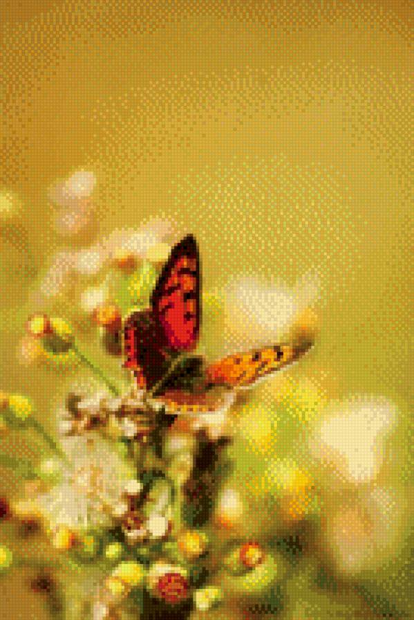 Бабочка на желтои - бабочка, насекомое - предпросмотр