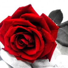 Оригинал схемы вышивки «Красная роза» (№729558)