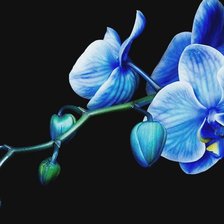 Оригинал схемы вышивки «Голубая орхидея» (№729685)