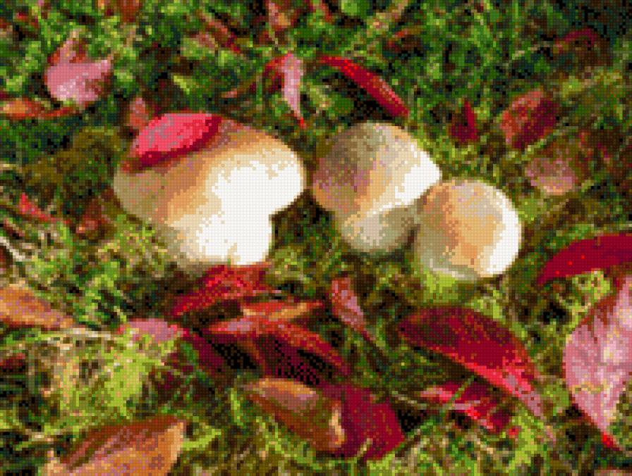 лесные грибы - грибы - предпросмотр