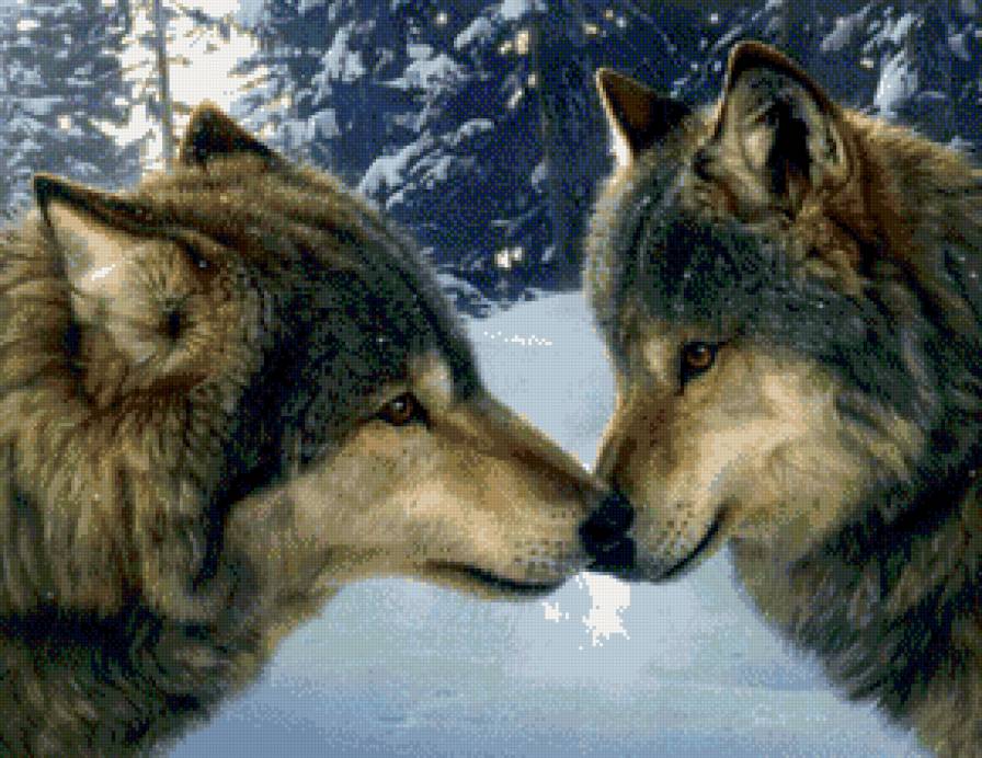 пара - дикие животные, волки - предпросмотр