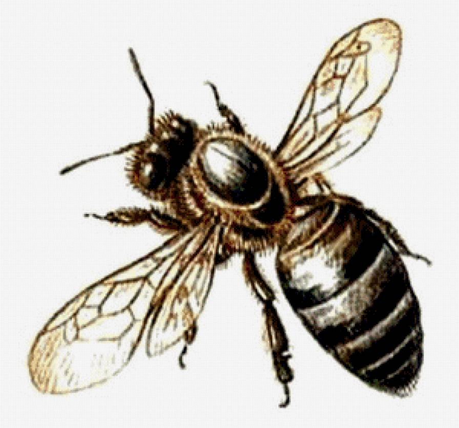 пчела - пчела, насекомые - предпросмотр