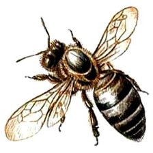Оригинал схемы вышивки «пчела» (№730239)