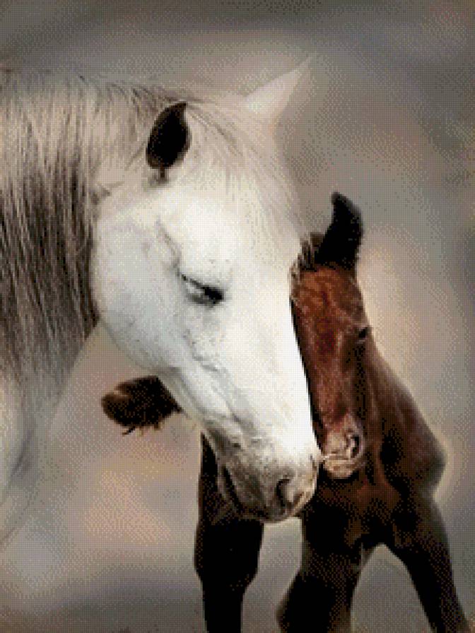 Забота - жеребенок, белая лошадь, забота - предпросмотр