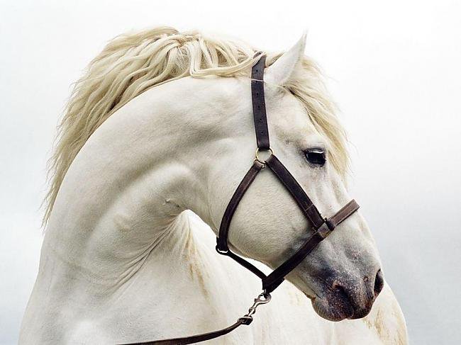 белая лошадь - лошадь - оригинал
