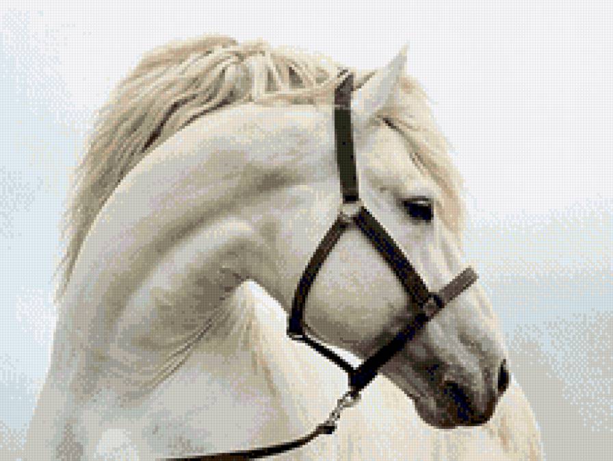 белая лошадь - лошадь - предпросмотр