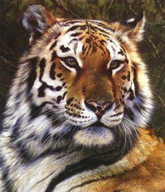 тигр - дикие животные - оригинал