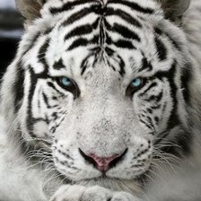 тигра