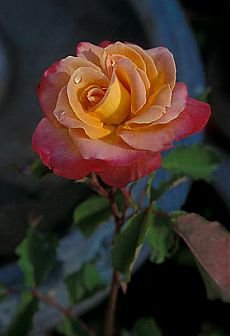 Роза - роза, вышивка крестиковышивка цветы - оригинал