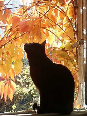 Осенний кот - коты, животные - оригинал