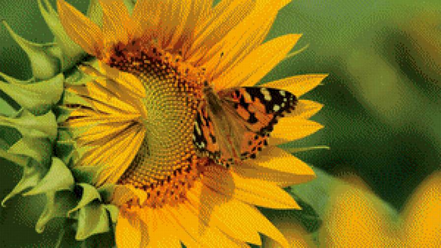 подсолнух - природа бабочка цветок подсолнух - предпросмотр