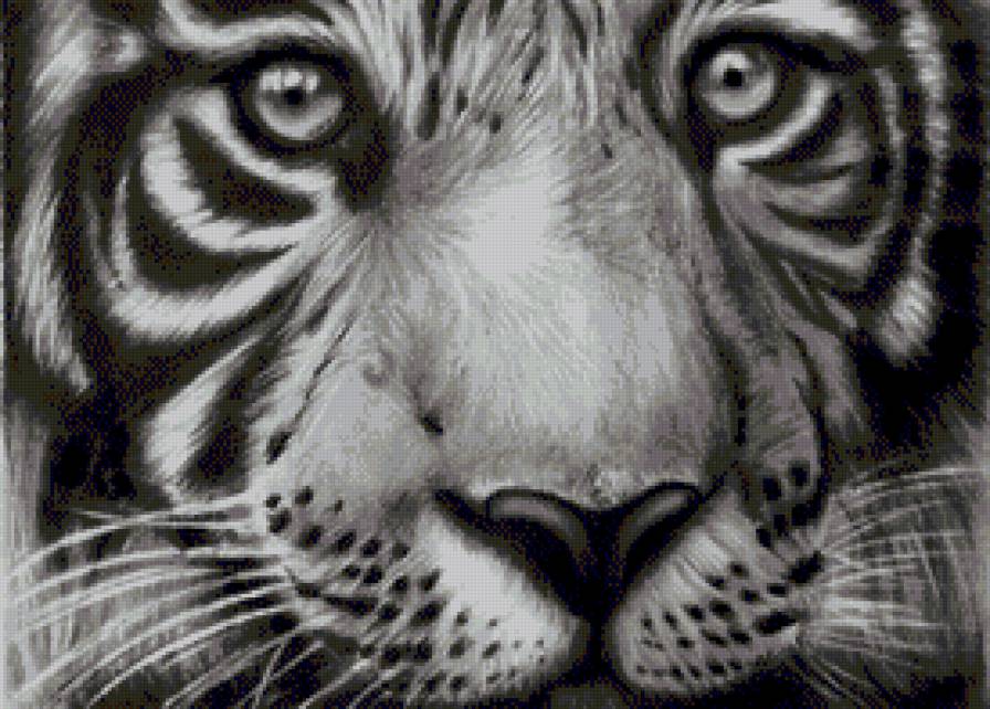 Белый тигр - животны, тигр, монохром - предпросмотр